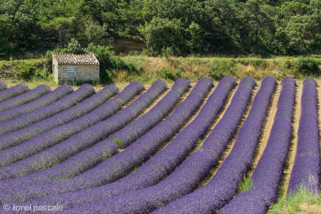 Gite Marius Mirabel-aux-Baronnies Exteriör bild